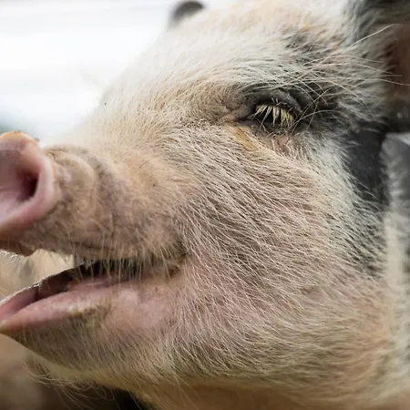 Salas Syrex Zázrivá