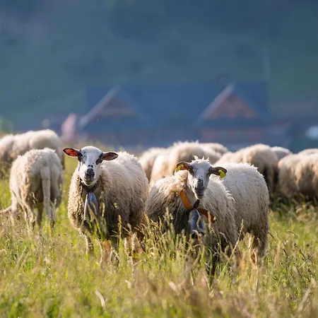 Πανσιόν Salas Syrex Zázrivá
