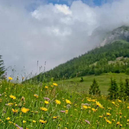 Salas Syrex Πανσιόν