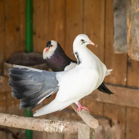 Salas Syrex 3* Zázrivá