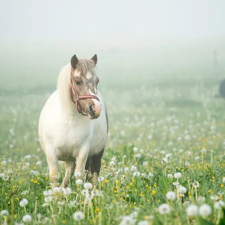 Salas Syrex Pensjonat