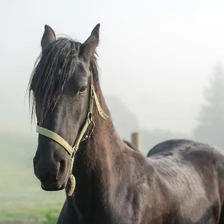 Salas Syrex 3* Zázrivá