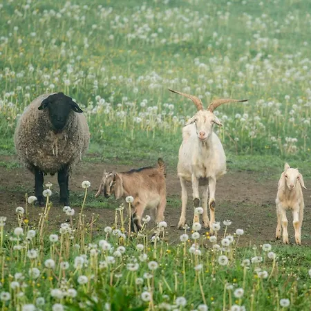 Pensjonat Salas Syrex 3*