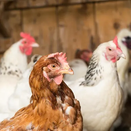 Salas Syrex 3* Zázrivá