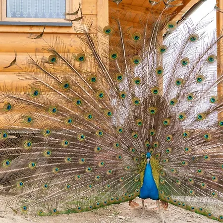 Salas Syrex 3* Zázrivá